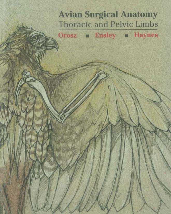Avian Surgical  Anatomy