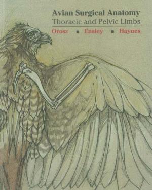 Avian Surgical  Anatomy