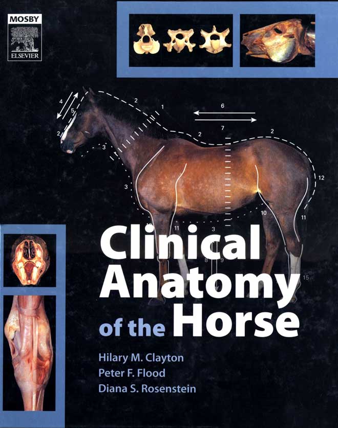 Clinical Anatomy  of the Horse